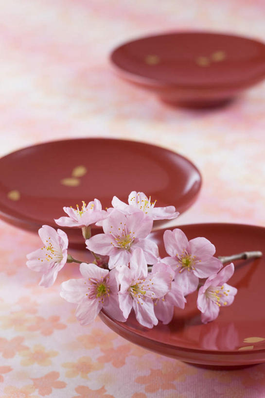 无人,竖图,俯视,室内,特写,白天,幸福,纯洁,樱花,杯子,盛开,花蕾,花,花瓣,花朵,鲜花,三个,粉色,酒杯,水杯,花苞,花蕊,摄影,影棚,等待,生命,仙樱花,福岛樱,青肤樱,高尚,热烈,茶杯,荆桃,彩图,高角度拍摄,影棚拍摄,拍摄