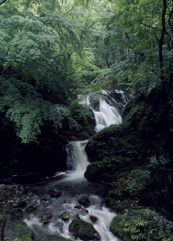 无人,竖图,俯视,室外,白天,旅游,度假,河流,石头,美景,森林,树林,水,植物,日本,亚洲,石子,河水,景观,水流,娱乐,树,树木,绿色,小溪,自然,溪水,享受,休闲,景色,放松,生长,成长,自然风光,东亚,本州,茨城,茨城县,关东地方,本州岛,日本国,县厅,涧,山涧,石块,溪涧,岩石,彩图,高角度拍摄,水户,水户市,水戸,水戸市