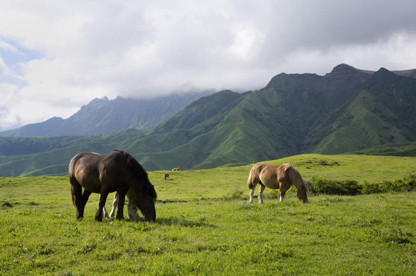 无人,站,吃,横图,室外,白天,侧面,旅游,度假,草地,草坪,美景,山,山脉,植物,马,野生动物,日本,亚洲,景观,山峰,山峦,娱乐,草,绿色,自然,动物,群山,低头,站着,享受,休闲,景色,放松,运输,牲畜,两匹,自然风光,东亚,日本国,九州本岛,九州,九州岛,九州地方,熊本,熊本县,垂头,嚼,食,站立,彩图,全身