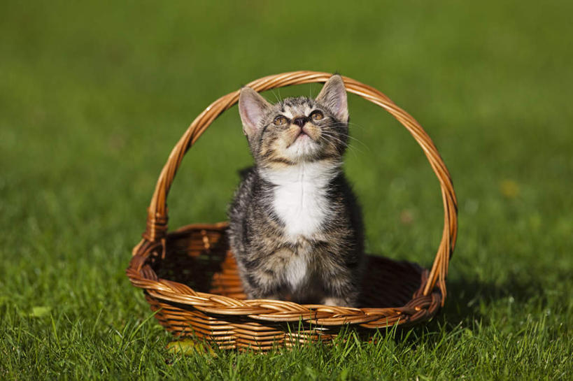 无人,坐,交叉,横图,室外,特写,白天,正面,旅游,度假,草地,草坪,美景,植物,竹子,宠物,猫,德国,欧洲,竹制,朦胧,模糊,编织,篮子,景观,注视,娱乐,草,绿色,自然,动物,竹篮,观察,看,享受,休闲,景色,放松,可爱,观看,竹条,交织,察看,竹制品,西欧,关注,自然风光,猫咪,德意志联邦共和国,巴伐利亚,巴伐利亚州,拜恩州,拜恩自由州,穿插,抬头,仰头,坐着,彩图,全身