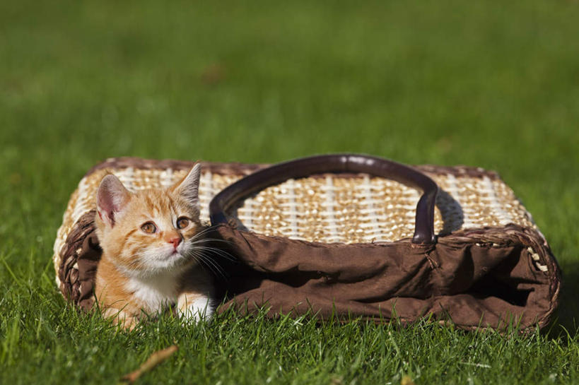无人,交叉,横图,室外,特写,白天,正面,旅游,度假,草地,草坪,美景,植物,竹子,宠物,猫,德国,欧洲,竹制,朦胧,模糊,编织,篮子,景观,注视,娱乐,草,一个,一只,绿色,自然,动物,竹篮,观察,看,趴着,享受,休闲,景色,放松,可爱,单个,观看,竹条,交织,察看,竹制品,西欧,关注,自然风光,猫咪,德意志联邦共和国,巴伐利亚,巴伐利亚州,拜恩州,拜恩自由州,穿插,趴,彩图,全身