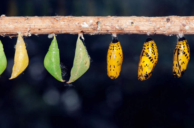 无人,横图,室内,特写,白天,正面,植物,蝴蝶,一排,许多,吊挂,悬挂,阴影,朦胧,模糊,整齐,反射,昆虫,影子,枝条,很多,挂,树,树木,树枝,排列,动物,摄影,茧,影棚,队列,益虫,虬枝,枝杈,彩图,全身,影棚拍摄,拍摄