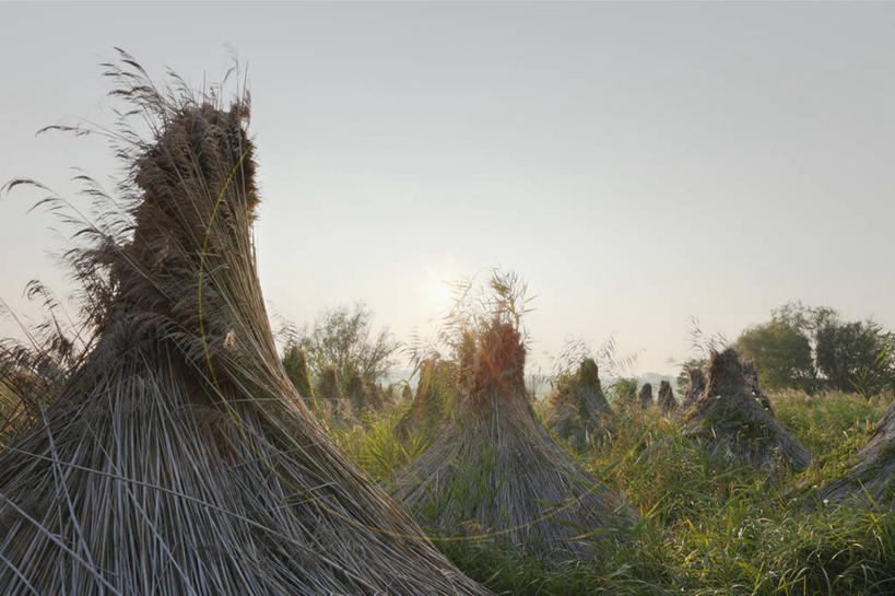 无人,果园,横图,室外,白天,正面,旅游,度假,美景,田园,植物,芦苇,苹果,水果,叶子,奥地利,欧洲,阴影,新鲜,光线,影子,景观,粽叶,生食,食品,果实,果树,绿叶,娱乐,树,树木,食物,绿色,天空,阳光,自然,天,享受,休闲,嫩叶,景色,放松,有机食品,绿色食品,生长,成长,自然风光,中欧,田庄,箬叶,芦苇叶,奥地利共和国,园子,布尔根兰,布尔根兰州,叶,叶片,彩图