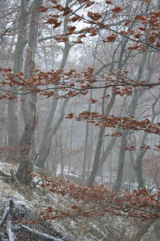 无人,竖图,室外,白天,正面,旅游,度假,美景,森林,树林,雪,植物,雾,大雪,叶子,德国,欧洲,朦胧,模糊,积雪,景观,雪景,冬季,冬天,枯叶,落叶,娱乐,树,树木,绿色,自然,享受,休闲,景色,放松,寒冷,生长,成长,淡水湖,迷雾,西欧,自然风光,德意志联邦共和国,严寒,巴伐利亚,巴伐利亚州,拜恩州,拜恩自由州,阿默尔湖,阿默湖,叶,叶片,大雾,彩图