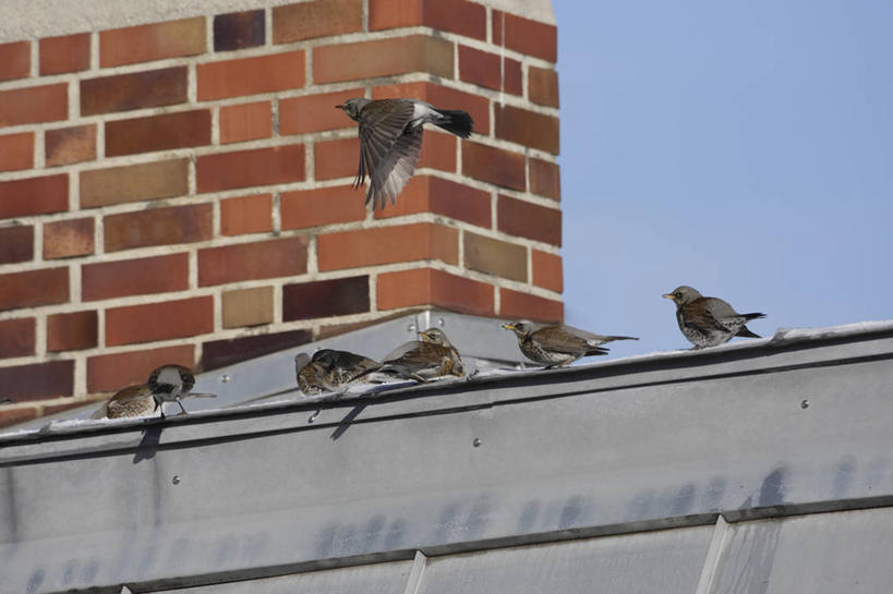 无人,站,横图,室外,白天,仰视,建材,美景,建筑,鸟,德国,欧洲,许多,飞翔,阴影,飞行,光线,画眉,鸟类,材料,影子,砖,砖块,墙,屋顶,景观,翱翔,顶棚,注视,飞,慕尼黑,墙壁,墙面,蓝色,蓝天,天空,阳光,自然,天,观察,看,站着,砖头,景色,建造,红砖,晴朗,观看,察看,西欧,关注,自然风光,万里无云,德意志联邦共和国,首府,巴伐利亚,巴伐利亚州,拜恩州,拜恩自由州,虎鸫,金画眉,石料,晴空,晴空万里,站立,彩图,低角度拍摄,全身,砌墙砖