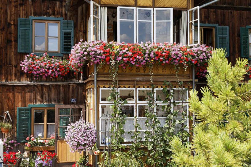 无人,家,横图,室外,白天,正面,度假,美景,植物,窗户,城市风光,城市,奥地利,欧洲,阴影,装饰,盛开,光线,影子,百叶窗,房屋,屋子,景观,公寓,花蕾,娱乐,洋房,楼房,住宅,花,花瓣,花朵,鲜花,树,树木,绿色,阳光,自然,花苞,花蕊,享受,休闲,景色,放松,生长,成长,华丽,修饰,点缀,中欧,衬托,美观,雅致,雅观,奥地利共和国,施蒂利亚州,施泰尔马克州,彩图,房子,阿尔陶塞,利岑县