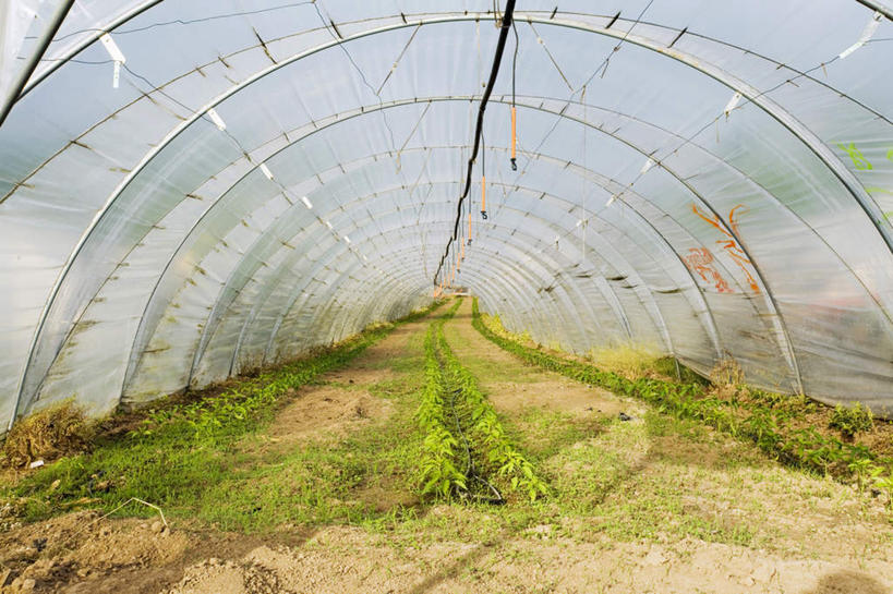 无人,菜园,横图,室内,白天,正面,旅游,度假,农作物,美景,田园,蔬菜,新鲜,暖棚,景观,泥土,土壤,食品,娱乐,食物,自然,享受,休闲,景色,放松,有机食品,绿色食品,自然风光,菜棚,田庄,彩图