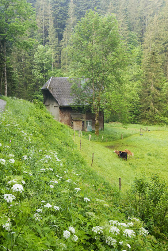 无人,家,木屋,农田,站,竖图,室外,白天,正面,旅游,度假,庄稼,农作物,花海,花圃,美景,植物,牛,叶子,德国,欧洲,三只,盛开,房屋,屋子,草屋,景观,花蕾,注视,娱乐,住宅,花,花瓣,花朵,花卉,鲜花,绿色,自然,动物,茅草屋,花丛,花束,花田,花苞,花蕊,观察,看,站着,享受,休闲,家畜,景色,放松,牲畜,观看,察看,西欧,关注,自然风光,德意志联邦共和国,黑森州,站立,彩图,全身,耕地,庄稼田,房子,茅舍,茅屋,棚屋,小木屋,小屋