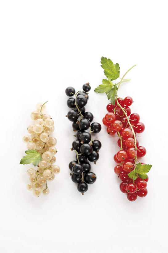 无人,竖图,俯视,室内,特写,白天,白色背景,桌面,桌子,浆果,黑加仑,水果,叶子,一排,阴影,新鲜,整齐,反射,木制,影子,灯笼果,生食,食品,果实,绿叶,食物,排列,红色,白色,黑色,木制品,嫩叶,摄影,有机食品,绿色食品,影棚,队列,红醋栗,叶,叶片,黑穗醋栗,黑豆果,黑醋栗,醋栗,彩图,高角度拍摄,影棚拍摄,拍摄