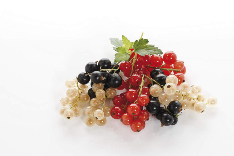 无人,横图,俯视,室内,特写,白天,白色背景,桌面,桌子,浆果,黑加仑,水果,叶子,一堆,阴影,堆叠,堆积,新鲜,反射,木制,影子,灯笼果,生食,食品,果实,绿叶,食物,红色,白色,黑色,木制品,嫩叶,摄影,有机食品,绿色食品,影棚,堆,红醋栗,叶,叶片,黑穗醋栗,黑豆果,黑醋栗,醋栗,彩图,高角度拍摄,影棚拍摄,拍摄