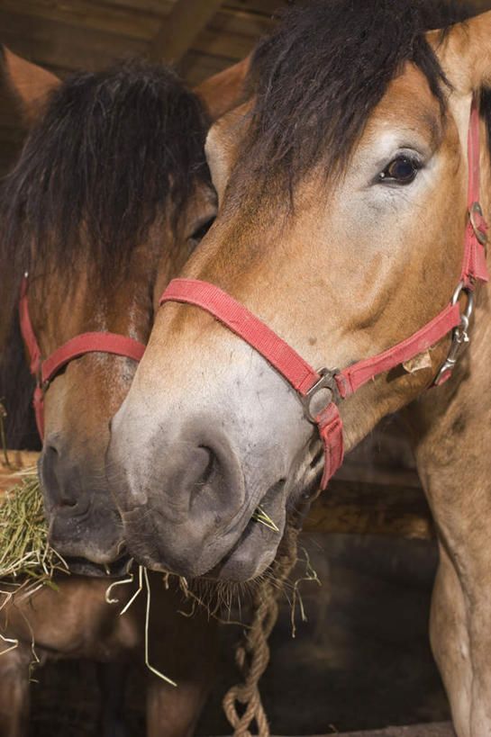 头,无人,木屋,栏杆,站,竖图,室外,白天,正面,马,野生动物,栅栏,围栏,注视,护栏,动物,观察,看,站着,运输,牲畜,观看,察看,两匹,关注,头部,站立,半身,彩图,茅舍,茅屋,棚屋,小木屋,小屋