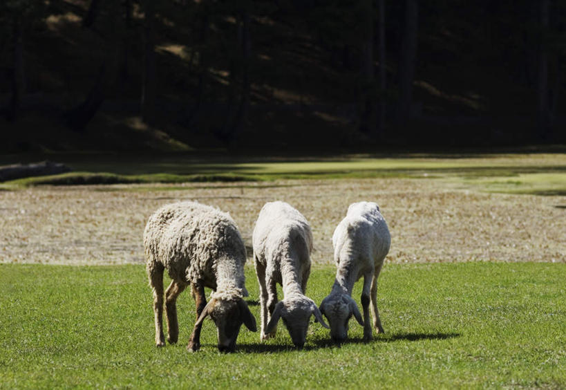 无人,站,横图,室外,白天,正面,旅游,度假,草地,草坪,美景,植物,羊,印度,亚洲,三只,一排,阴影,朦胧,模糊,整齐,光线,影子,景观,注视,娱乐,草,树,树木,排列,绿色,阳光,自然,动物,低头,观察,看,站着,享受,休闲,家畜,景色,放松,牲畜,生长,成长,观看,察看,队列,关注,自然风光,南亚,印度共和国,查谟.克什米尔,查谟.克什米尔邦,绵羊,站立,彩图,全身