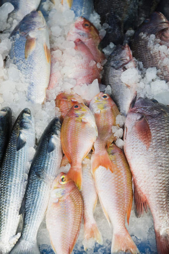 海鲜,无人,商店,竖图,俯视,室内,特写,白天,购物,消费,一排,许多,整齐,鱼,冰,冰块,很多,商铺,冷冻,水产,鱼类,海洋生物,排列,寒冷,金融,冷藏,冰冷,队列,水生动物,海产品,水生物,选购,贸易,海底动物,血拼,保鲜,市肆,商号,半身,彩图,高角度拍摄,店铺