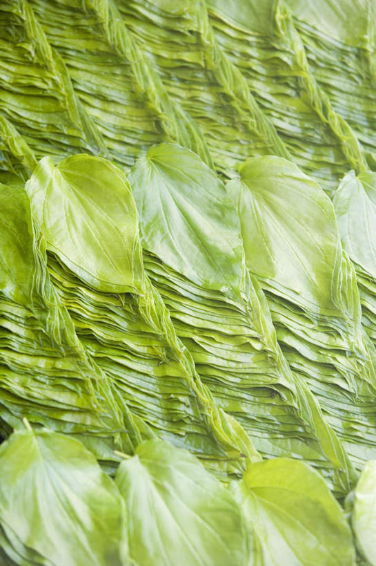 无人,竖图,俯视,室外,特写,白天,植物,叶子,一排,整齐,并列,并排,纹理,绿叶,排列,绿色,嫩叶,队列,平行,肌理,叶,叶片,叶脉,彩图,高角度拍摄