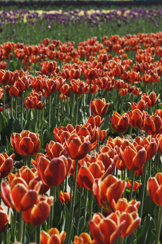 无人,竖图,室外,白天,正面,爱情,旅游,度假,花海,花圃,美景,植物,郁金香,叶子,印度,亚洲,盛开,景观,祝福,花蕾,娱乐,花,花瓣,花朵,花卉,鲜花,绿色,自然,花丛,花束,花田,花苞,花蕊,享受,休闲,景色,放松,表白,自然风光,南亚,荣誉,首府,印度共和国,永恒,查谟,克什米尔,斯利那加,克什米尔邦,郁香,洋荷花,草麝香,彩图