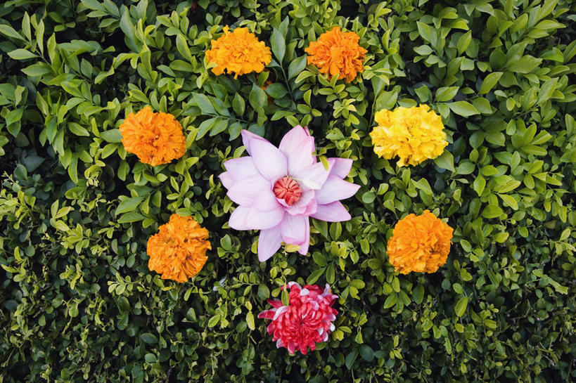 无人,横图,俯视,室外,特写,白天,爱情,幸福,纯洁,热情,花海,花圃,植物,玫瑰,叶子,盛开,玫瑰花,万寿菊,浪漫,花蕾,花,花瓣,花朵,花卉,鲜花,绿色,花丛,花束,花田,花苞,花蕊,健康,温暖,温馨,恩爱,和睦,感动,尊敬,长寿,臭芙蓉,蜂窝菊,天真,友情,刺玫花,徘徊花,彩图,高角度拍摄,融洽