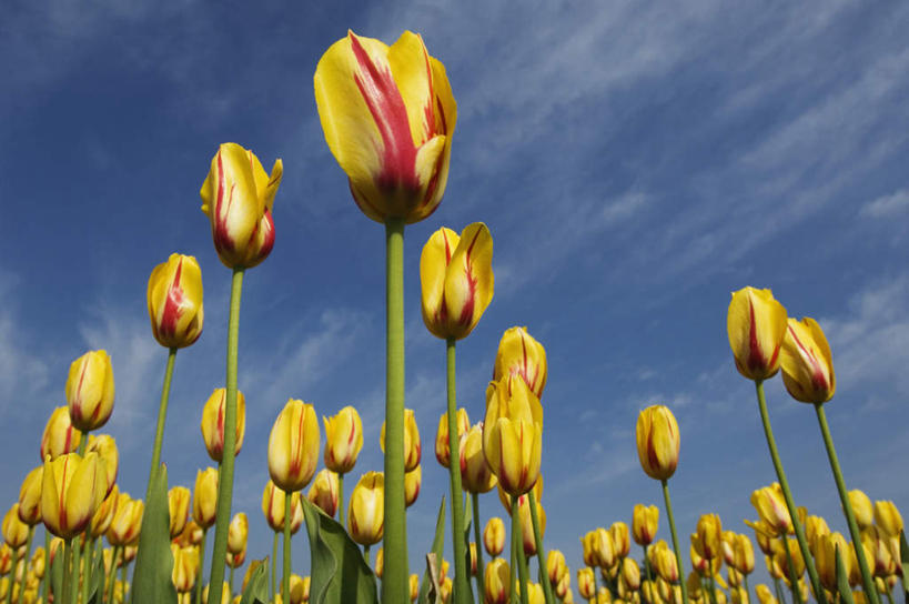 无人,横图,室外,特写,白天,仰视,爱情,旅游,度假,花海,花圃,美景,植物,郁金香,叶子,阴影,盛开,光线,影子,景观,云,云朵,祝福,花蕾,云彩,娱乐,花,花瓣,花朵,花卉,鲜花,黄色,蓝色,绿色,白云,蓝天,天空,阳光,自然,花丛,花束,花田,天,花苞,花蕊,享受,休闲,景色,放松,晴朗,表白,自然风光,荣誉,永恒,晴空,郁香,洋荷花,草麝香,彩图,低角度拍摄