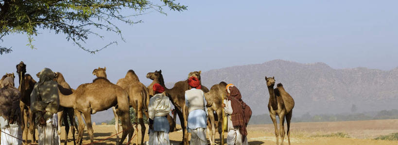 站,横图,室外,白天,民族服装,石头,沙漠,山,山脉,植物,野生动物,印度,亚洲,阴影,服装,光线,石子,影子,山顶,山峰,山峦,许多人,注视,骆驼,树,树木,背面,衣服,蓝色,绿色,蓝天,天空,阳光,自然,动物,群山,天,观察,看,站着,一群人,运输,服饰,生长,晴朗,成长,观看,察看,衣着,穿着,关注,南亚,沉积岩,万里无云,沙漠之舟,拉贾斯坦邦,拉贾斯坦,印度共和国,单峰骆驼,衣饰,颠峰,极峰,水成岩,男人,男性,女人,女性,中年男性,中年女性,亚洲人,印度人,大漠,砂漠,石块,岩石,晴空,晴空万里,站立,半身,彩图,传统服装,民俗服
