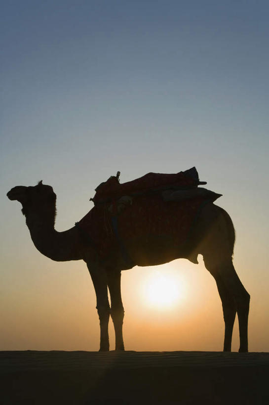 无人,站,竖图,室外,白天,侧面,旅游,度假,美景,日落,沙漠,野生动物,印度,亚洲,阴影,光线,影子,地平线,景观,晚霞,霞光,落日,辽阔,地面,注视,娱乐,骆驼,一只,阳光,自然,黄昏,动物,观察,看,站着,享受,休闲,广阔,景色,彩霞,放松,运输,观看,一望无际,察看,关注,自然风光,延伸,南亚,首府,沙漠之舟,拉贾斯坦邦,拉贾斯坦,印度共和国,天地相交,单峰骆驼,红粉之城,斋普尔,无边无际,一马平川,夕照,大漠,砂漠,夕阳,站立,彩图,全身,斜阳