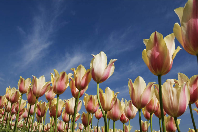 无人,横图,室外,特写,白天,仰视,爱情,旅游,度假,花海,花圃,美景,植物,郁金香,叶子,印度,亚洲,一排,阴影,整齐,并列,并排,盛开,光线,影子,景观,云,云朵,祝福,花蕾,云彩,娱乐,花,花瓣,花朵,花卉,鲜花,排列,蓝色,绿色,白云,蓝天,天空,阳光,自然,花丛,花束,花田,天,花苞,花蕊,享受,休闲,景色,放松,晴朗,表白,队列,自然风光,南亚,荣誉,平行,首府,印度共和国,永恒,斯利那加,查谟.克什米尔,查谟.克什米尔邦,晴空,郁香,洋荷花,草麝香,彩图,低角度拍摄