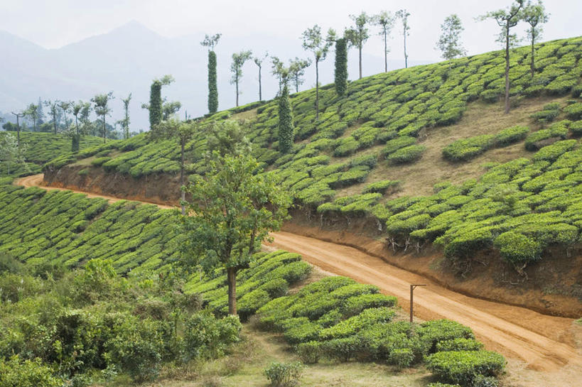 无人,农田,横图,室外,白天,正面,旅游,度假,幸福,庄稼,农作物,草地,草坪,石头,美景,山,山脉,植物,茶,印度,亚洲,石子,景观,山峰,茶叶,山峦,娱乐,草,树,树木,绿色,自然,群山,享受,休闲,温馨,景色,放松,乐趣,生长,成长,提神,舒适,自然风光,南亚,醒脑,沉积岩,印度共和国,水成岩,迈索尔,石块,岩石,彩图,耕地,庄稼田
