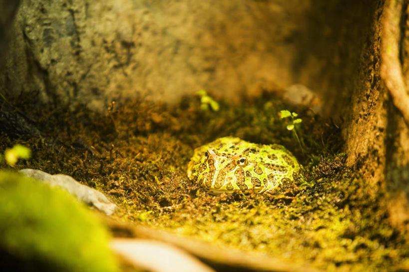 无人,横图,室外,白天,正面,美景,青蛙,野生动物,阴影,朦胧,模糊,光线,树蛙,影子,景观,青苔,树桩,苔藓,注视,树,树干,一只,阳光,自然,动物,观察,看,趴着,木桩,景色,可爱,活泼,观看,察看,关注,自然风光,澳大利亚绿色雨蛙,绿色树蛙,绿树蛙,趴,彩图,全身