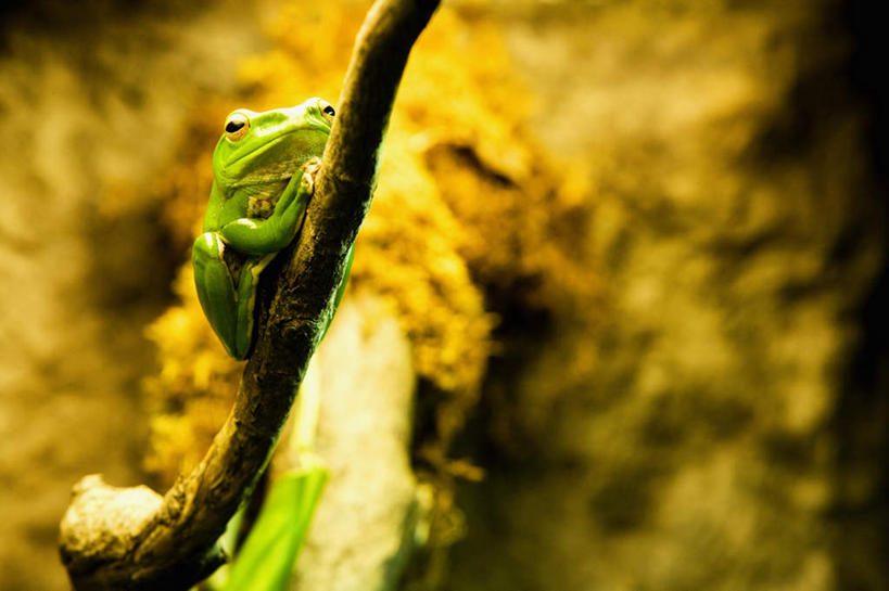 无人,横图,室外,白天,正面,石头,美景,植物,青蛙,野生动物,阴影,朦胧,模糊,光线,树蛙,石子,影子,墙,景观,枝条,注视,墙壁,墙面,树,树木,树枝,一只,阳光,自然,动物,观察,看,趴着,景色,可爱,活泼,观看,察看,关注,自然风光,虬枝,枝杈,澳大利亚绿色雨蛙,绿色树蛙,绿树蛙,石块,岩石,趴,彩图,全身