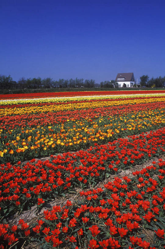 无人,家,木屋,竖图,室外,白天,正面,爱情,旅游,度假,花海,花圃,美景,植物,郁金香,叶子,欧洲,荷兰,阴影,盛开,光线,影子,地平线,景观,辽阔,地面,首都,祝福,花蕾,娱乐,住宅,花,花瓣,花朵,花卉,鲜花,蓝色,绿色,蓝天,天空,阳光,自然,花丛,花束,花田,天,花苞,花蕊,享受,休闲,广阔,景色,放松,晴朗,一望无际,表白,西欧,自然风光,延伸,荣誉,阿姆斯特丹,万里无云,天地相交,永恒,荷兰王国,尼德兰王国,无边无际,一马平川,晴空,晴空万里,郁香,洋荷花,草麝香,彩图,茅舍,茅屋,棚屋,小木屋,小屋