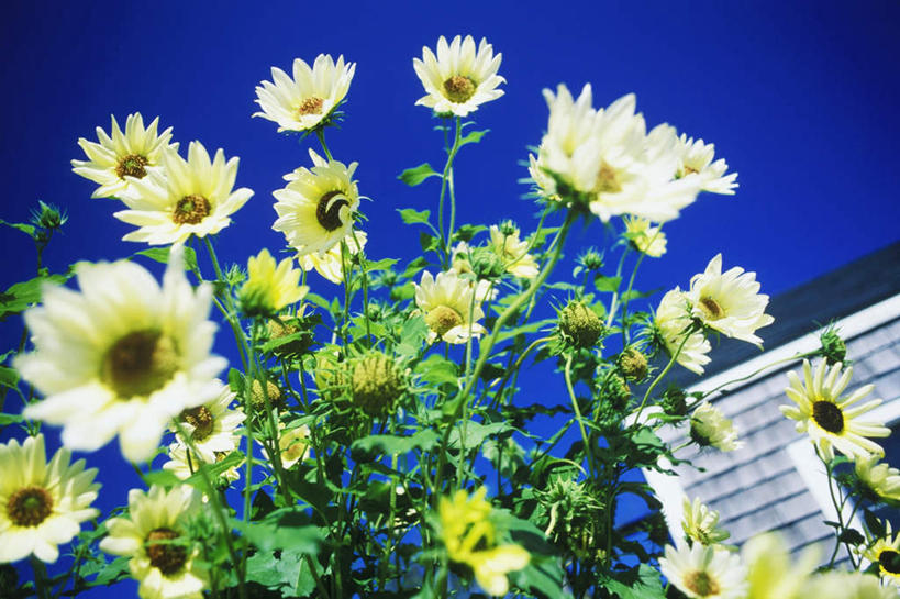 无人,家,木屋,横图,室外,特写,白天,仰视,旅游,度假,花海,花圃,美景,植物,叶子,阴影,盛开,光线,影子,景观,花蕾,娱乐,住宅,花,花瓣,花朵,花卉,鲜花,蓝色,绿色,蓝天,天空,阳光,自然,花丛,花束,花田,天,花苞,花蕊,享受,休闲,景色,放松,晴朗,自然风光,万里无云,晴空,晴空万里,彩图,低角度拍摄,茅舍,茅屋,棚屋,小木屋,小屋