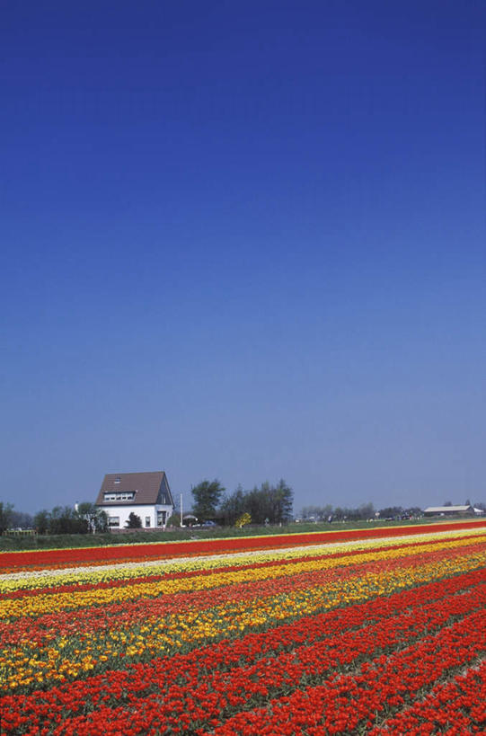 无人,家,木屋,竖图,室外,白天,正面,爱情,旅游,度假,花海,花圃,美景,植物,郁金香,叶子,阴影,盛开,光线,影子,景观,祝福,花蕾,娱乐,住宅,花,花瓣,花朵,花卉,鲜花,蓝色,绿色,蓝天,天空,阳光,自然,花丛,花束,花田,天,花苞,花蕊,享受,休闲,景色,放松,晴朗,表白,自然风光,荣誉,万里无云,永恒,晴空,晴空万里,郁香,洋荷花,草麝香,彩图,茅舍,茅屋,棚屋,小木屋,小屋