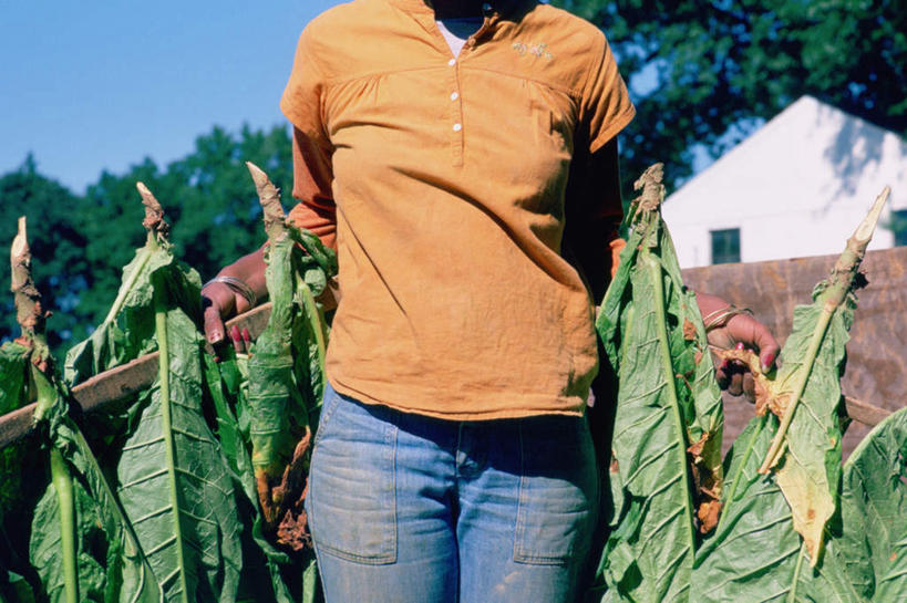 西方人,一个人,农场,站,横图,室外,白天,正面,畜牧业,牧场,植物,叶子,欧洲,欧洲人,仅一个女性,仅一个人,阴影,服装,裤子,光线,影子,绿叶,牛仔裤,休闲装,树,树木,衣服,黄色,蓝色,绿色,蓝天,天空,阳光,自然,天,站着,仅一个中年女性,休闲,休闲服,嫩叶,服饰,生长,晴朗,成长,畜牧,万里无云,牧业,女人,女性,中年女性,白种人,叶,叶片,晴空,晴空万里,站立,半身,彩图