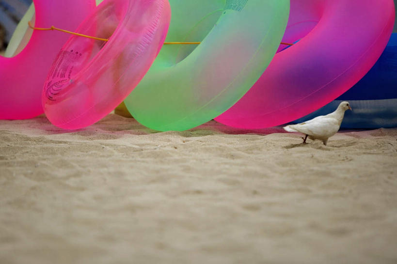 游泳,无人,站,横图,室外,白天,侧面,旅游,度假,友谊,岛屿,美景,沙滩,城市,鸽子,鸟,夏威夷,美国,一排,整齐,鸟类,救生圈,沙子,塑料,海岸,景观,沙地,注视,娱乐,排列,一只,自然,塑料制品,游泳圈,观察,看,站着,四个,享受,休闲,景色,放松,充气,观看,察看,北美,北美洲,救生,象征,队列,关注,自然风光,美洲,和平,瓦胡岛,欧胡岛,火奴鲁鲁,首府,欧湖岛,夏威夷州,爱洛哈之州,北亚美利加洲,亚美利加洲,聚集之岛,泅水,檀香山市,信使,海滩,列岛,群岛,诸岛,站立,彩图,全身,檀香山,威基基海滩