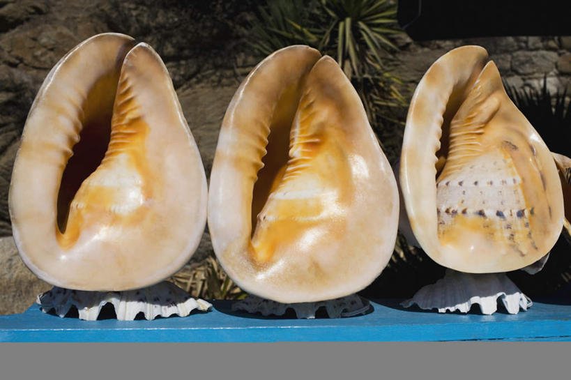 无人,横图,室外,特写,白天,正面,旅游,度假,美景,贝壳,希腊,欧洲,一排,朦胧,模糊,整齐,景观,娱乐,排列,三个,自然,享受,休闲,景色,放松,基克拉迪群岛,队列,自然风光,希腊共和国,米克诺斯岛,基克拉泽斯群岛,贝类外壳,海螺壳,软体动物外壳,彩图