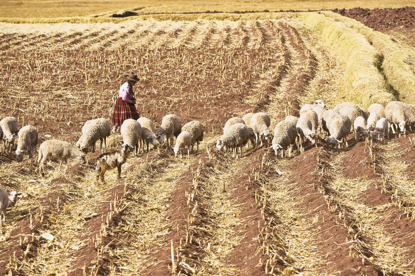 西方人,一个人,农民,农田,吃,横图,室外,白天,侧面,旅游,度假,庄稼,农作物,美景,猪,欧洲,秘鲁,欧洲人,仅一个女性,仅一个人,许多,阴影,光线,影子,景观,娱乐,阳光,自然,动物,低头,仅一个中年女性,享受,休闲,家畜,景色,南美,放松,牲畜,南美洲,拉丁美洲,自然风光,美洲,秘鲁共和国,亚美利加洲,南亚美利加洲,玉米之仓,垂头,农人,女人,女性,中年女性,白种人,农夫,嚼,食,彩图,全身,耕地,庄稼田