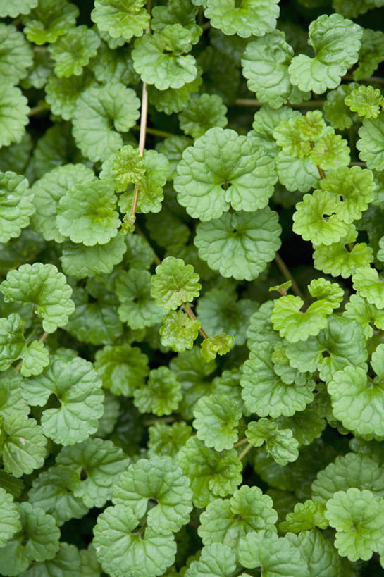 无人,竖图,俯视,室内,特写,白天,植物,叶子,新鲜,纹理,绿叶,草药,药草,中药,绿色,嫩叶,青春,生命,药材,中草药,和平,安详,中药材,本草,活血丹,肌理,冷色,叶,叶片,叶脉,彩图,高角度拍摄,金钱草,连钱草,透骨消