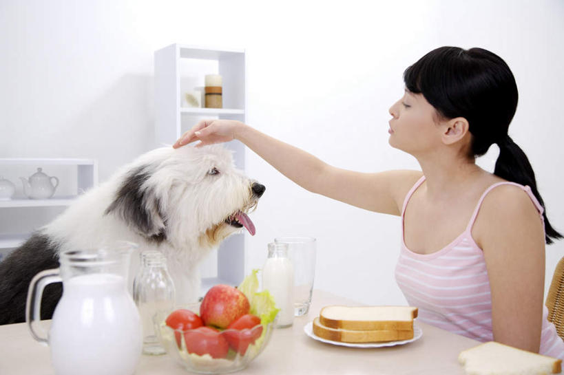 点心,面包,牛奶,东方人,一个人,坐,摸,横图,室内,白天,正面,餐桌,桌子,宠物,狗,苹果,餐具,水果,吊带,玻璃,亚洲,仅一个年轻女性,仅一个女性,仅一个人,抚摸,阴影,服装,新鲜,反射,碟子,壶,盘,影子,墙,生食,食品,面点,果实,饮品,营养,注视,吊带衫,黄种人,墙壁,墙面,玻璃制品,水壶,食物,糕点,饮料,一只,衣服,白色,动物,盘子,茶壶,容器,碟,碗,观察,看,可爱,服饰,有机食品,绿色食品,牧羊犬,餐台,观看,储藏,察看,乳制品,衣着,奶,牛乳,储存,穿着,关注,忠诚,安神,古代牧羊犬,古牧,截尾犬,英国古代牧羊犬,衣饰,年轻女性,女人,女性,亚洲人,犬,触摸,接触,坐着,半身,彩图,贮存