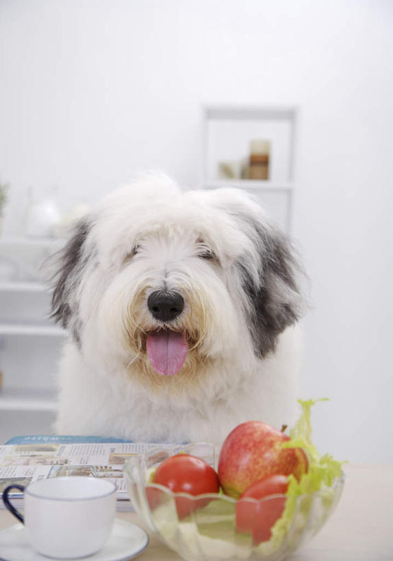 无人,坐,竖图,室内,白天,正面,桌面,桌子,宠物,狗,蔬菜,杯子,餐具,玻璃,新鲜,木制,瓷器,碟子,盘,生食,蔬菜沙拉,沙拉,食品,咖啡杯,陶瓷制品,注视,色拉,吐舌头,沙律,玻璃制品,食物,一只,动物,盘子,木制品,容器,碟,碗,观察,看,伸舌头,吐舌,可爱,有机食品,绿色食品,牧羊犬,观看,色拉酱,储藏,察看,储存,关注,千岛酱,瓷杯,忠诚,古代牧羊犬,古牧,截尾犬,英国古代牧羊犬,犬,坐着,半身,彩图,贮存