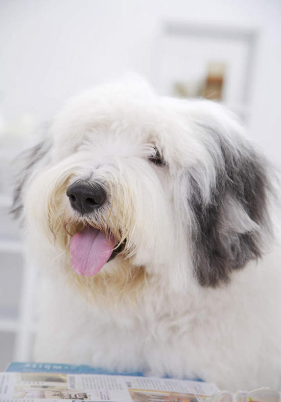 头,无人,坐,竖图,室内,特写,白天,正面,桌子,宠物,狗,玻璃,朦胧,模糊,茶几,注视,吐舌头,玻璃制品,一只,动物,观察,看,伸舌头,张嘴,吐舌,可爱,牧羊犬,观看,察看,关注,张大嘴巴,忠诚,古代牧羊犬,古牧,截尾犬,英国古代牧羊犬,头部,张开嘴,犬,坐着,半身,彩图