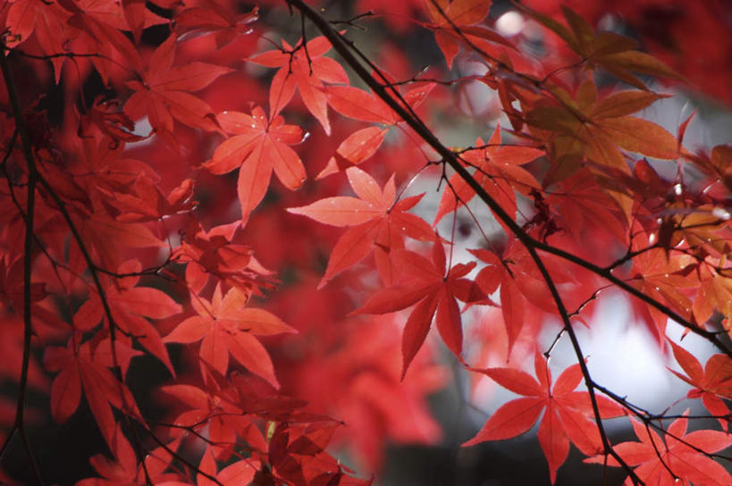无人,横图,室外,特写,白天,正面,美景,枫树,叶子,日光,日本,亚洲,朦胧,模糊,景观,枫叶,枯叶,落叶,黄色,红色,自然,景色,枫树叶,自然风光,东亚,本州,关东地方,本州岛,日本国,栃木,栃木县,槭树,日光市,糖枫,糖槭,糖槭树,叶,叶片,彩图