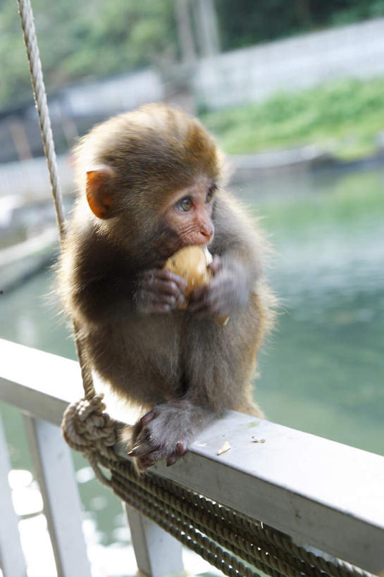 无人,栏杆,坐,竖图,室外,白天,正面,旅游,度假,草地,草坪,河流,美景,水,植物,哺乳动物,猴,野生动物,猴子,水果,台湾,中国,亚洲,握,朦胧,模糊,新鲜,扶手,河水,景观,水流,生食,食品,果实,拿,拿着,注视,娱乐,护栏,草,树,树木,食物,一只,绿色,自然,动物,观察,看,享受,休闲,景色,放松,可爱,握着,活泼,有机食品,绿色食品,生长,成长,观看,察看,关注,自然风光,东亚,台北,港澳台,中华人民共和国,省会,台北市,台湾省,坐着,彩图,全身,台