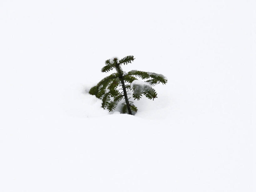 无人,横图,俯视,室外,特写,白天,美景,雪,植物,大雪,积雪,景观,雪景,冬季,冬天,绿色,自然,嫩芽,景色,寒冷,生长,成长,自然风光,严寒,新苗,彩图,高角度拍摄