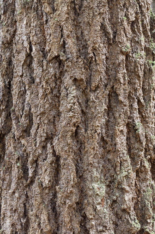 无人,竖图,室外,特写,白天,正面,美景,松树,纹路,纹理,景观,树皮,树桩,树,树干,自然,木桩,景色,自然风光,坚定,肌理,长寿,贞洁,花旗松,彩图,北美黄杉,黄杉,北美黄杉木