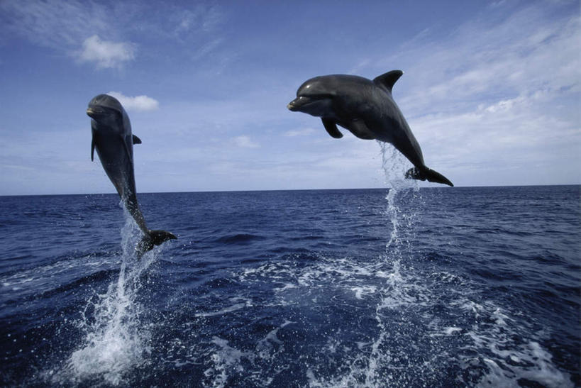 无人,跳,横图,室外,白天,旅游,度假,海浪,海洋,美景,哺乳动物,海豚,阴影,飞溅,溅,光线,液体,影子,景观,浪花,水滴,水平线,云,云朵,辽阔,海平线,半空,云彩,注视,娱乐,水珠,背面,蓝色,白云,蓝天,天空,阳光,自然,海水,动物,天,观察,看,两只,享受,休闲,广阔,景色,放松,可爱,活泼,晴朗,观看,一望无际,察看,关注,喷洒,自然风光,海景,胆鼻海豚,尖嘴海豚,宽吻海豚,瓶鼻海豚,无边无际,一马平川,大海,风浪,海,海水的波动,近岸浪,涌浪,晴空,跳跃,彩图,全身,水天相接,水天一线