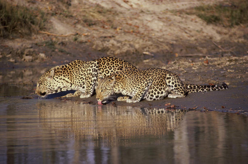无人,走,横图,室外,白天,侧面,草地,草原,草坪,河流,美景,水,植物,豹子,野生动物,枯萎,河水,荒野,景观,旷野,水流,热带,注视,草,自然,动物,低头,观察,看,趴着,两只,景色,观看,死亡,察看,关注,自然风光,原野,金钱豹,荒原,凶猛,文豹,枯败,残暴,凶残,花豹,豹,步行,趴,散步,走路,彩图,全身