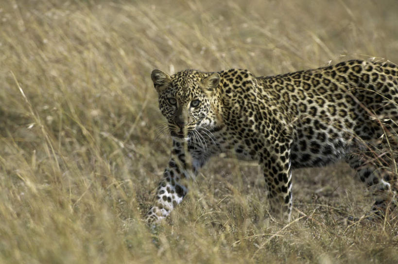 无人,走,横图,室外,白天,侧面,草地,草原,草坪,美景,植物,豹子,野生动物,枯萎,朦胧,模糊,荒野,景观,旷野,热带,注视,草,一只,自然,动物,观察,看,景色,观看,死亡,察看,关注,自然风光,原野,金钱豹,荒原,凶猛,文豹,枯败,残暴,凶残,花豹,豹,步行,散步,走路,半身,彩图