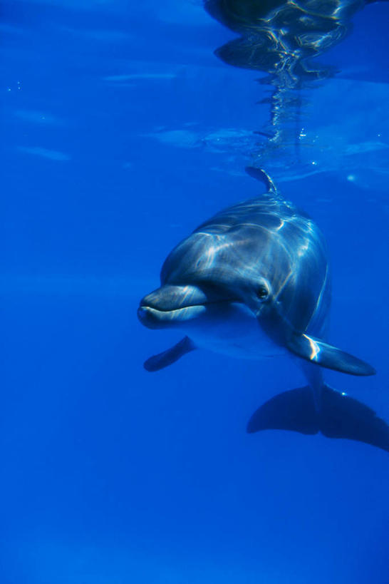 游泳,无人,竖图,室外,白天,正面,海底,水下,海浪,海洋,美景,哺乳动物,海豚,景观,浪花,水底,注视,一只,自然,海水,动物,观察,看,景色,可爱,海底世界,活泼,观看,察看,关注,自然风光,海景,泅水,胆鼻海豚,尖嘴海豚,宽吻海豚,瓶鼻海豚,拍浮,大海,风浪,海,海床,海水的波动,近岸浪,涌浪,彩图,全身