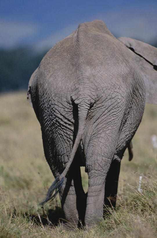 无人,走,竖图,室外,白天,草地,草原,草坪,美景,树林,植物,哺乳动物,大象,野生动物,非洲,肯尼亚,阴影,枯萎,光线,影子,荒野,景观,旷野,云,云朵,热带,非洲象,云彩,草,树,树木,一只,背面,蓝色,绿色,白云,蓝天,天空,阳光,自然,动物,天,景色,生长,晴朗,成长,死亡,自然风光,原野,荒原,阿非利加洲,肯尼亚共和国,枯败,晴空,象,步行,散步,走路,彩图,全身
