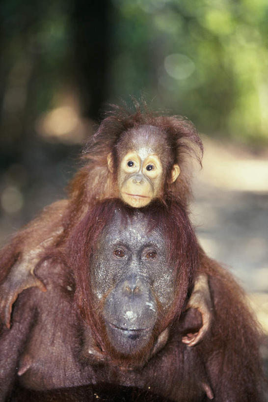 无人,坐,竖图,室外,特写,白天,正面,美景,树林,植物,野生动物,猩猩,朦胧,模糊,景观,棕色,注视,树,树木,骑,绿色,自然,动物,观察,看,扛,两只,景色,活泼,生长,成长,观看,察看,关注,自然风光,婆罗洲猩猩,扛在肩上,骑在肩上,坐着,半身,彩图