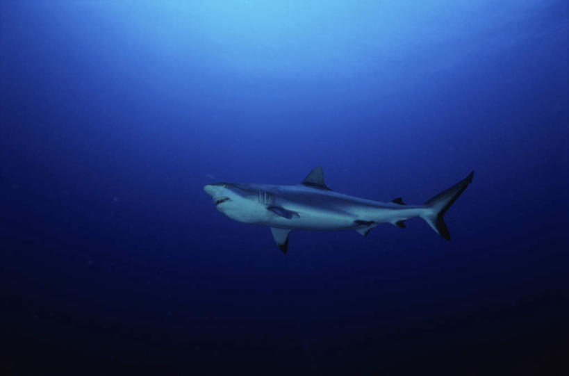 游泳,无人,横图,室外,白天,仰视,海底,水下,海浪,海洋,美景,鲨鱼,野生动物,一条,景观,浪花,水底,注视,自然,海水,动物,观察,看,景色,海底世界,观看,察看,关注,自然风光,凶猛,海景,泅水,黑鳍礁鲨,黑鳍鲨,黑翼鲨,乌翅真鲨,拍浮,残暴,凶残,大海,风浪,海,海床,海水的波动,近岸浪,涌浪,沙鱼,彩图,低角度拍摄,全身