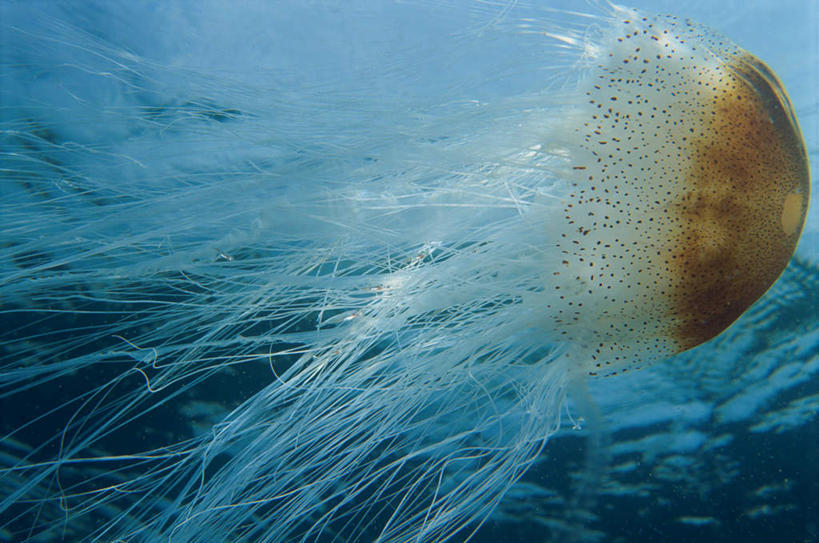 无人,横图,室外,白天,正面,海底,水下,海浪,海洋,美景,景观,浪花,水底,美丽,海洋生物,无脊椎动物,一个,自然,海水,景色,海底世界,单个,自然风光,水生动物,浮游动物,水生物,凶猛,海景,海底动物,大海,风浪,海,海床,海水的波动,近岸浪,涌浪,水母,半身,彩图